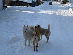 -北极村旅游风景区