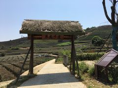 -龙坞茶村