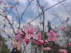 -杭州植物园