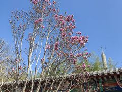 -丰台花园