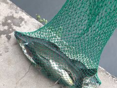 -特种渔场