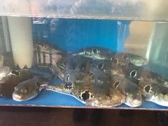 -天正河鲀·河豚亭(大连店)