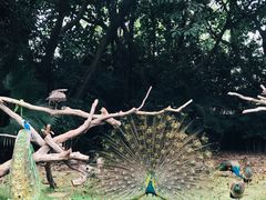 -广州长隆飞鸟乐园