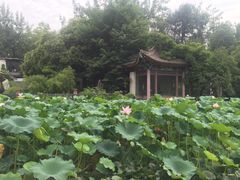 -莲湖公园