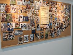 -翊宠yipet猫狗购宠庄园犬舍•猫舍