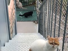 -喵屿·大理花园猫咖