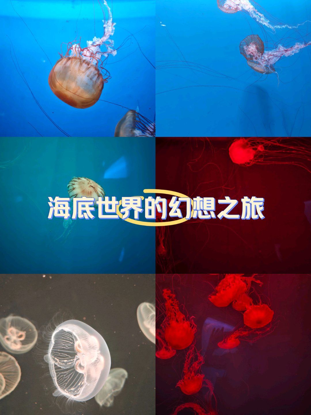 0元玩转这座城海底世界看水母海豚旅行奇遇记城市动物居民图鉴