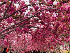 -莱阳濯村樱花园
