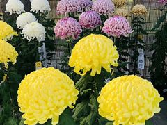 -成都濑川外国语学校