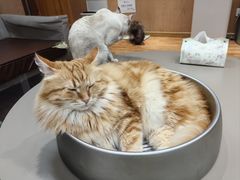 -MOCHA明星猫咖(田子坊店)