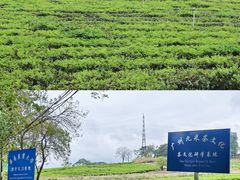 -美的鹭湖森林度假区