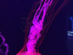 -欢乐海岸海洋奇梦馆