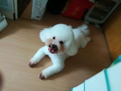 -芭比堂动物医院广州顽皮分院