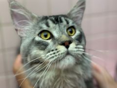 -FAELING PETS美天灵宠物(富力广场店)