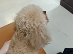 -爱妮康宠物医院·干细胞免疫细胞·肿瘤·心脏(张江店)