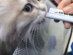 -全心全意连锁动物医院·微创中心·内科急重症·心脏专科(丰管路店)