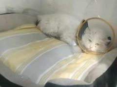 -萌兽医馆·眼科·异宠专科(三里屯店)