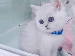 -糯米喵星人·撸猫猫舍咖啡馆(西市场嘉华店)