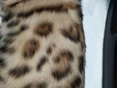 -纳吉亚猫专科动物医院博雅分院