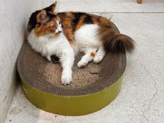 -玫瑰咖啡(中山六路店)