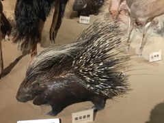 -陕西自然博物馆