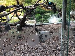 -美食小镇·观赏珍稀鸟类·长隆熊猫酒店