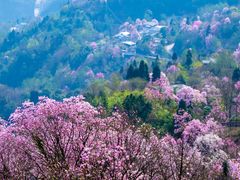 -九皇山景区