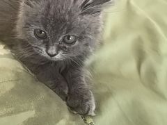 -瑞派宠物医院·犬猫全科·猫友好(宾水西道店)