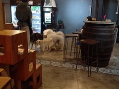 -more than meow吴止猫主题餐厅(承德 中船汇店)