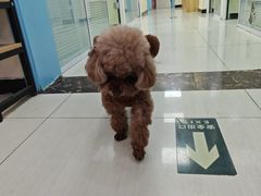 -全心全意连锁动物医院·微创中心·内科急重症·心脏专科(丰管路店)