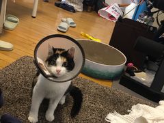-宠爱国际动物医院· 猫科· 外科·中兽医(长白店)