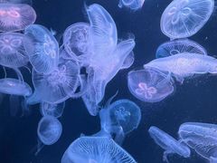 -大连老虎滩海洋公园