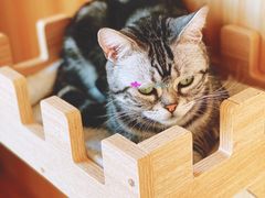 -猫的茶·猫咖