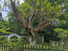 -镇江市南山风景名胜区竹林景区
