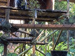 -奥兰多迪士尼动物王国乐园