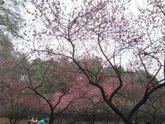 -武汉大学-樱园