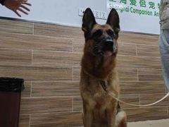 -爱侣宠医·鹦鹉专科·小型哺乳类·异宠专科(灵石路店)