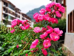 -三垟湿地