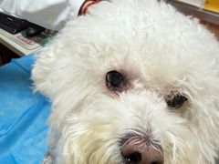 -宠福鑫动物医院(城北分院)