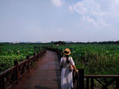 -荷塘月色湿地公园·向阳花洲