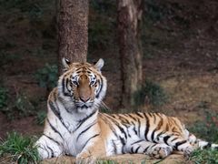 -云南野生动物园