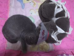 -佳怡动物医院·平价24小时·猫专科骨外科