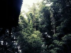 android_upload_pic-望江楼公园