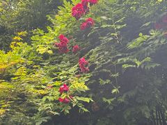 -申正律师团队-法律咨询(杨高店)