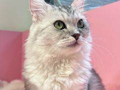 -毛绒耶耶撸宠馆·猫咖·狗咖·荷兰猪咖