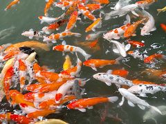 -南宫五洲植物乐园