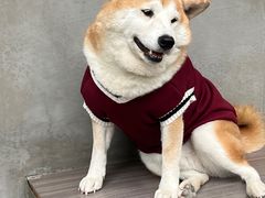 -Again Coffee Roaster(香蜜湖店)