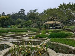 -广西壮族自治区药用植物园