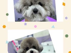 -唐小姐の私宠·宠物洗护美容·撸猫馆·购宠(周浦万达旗舰店)