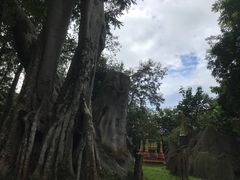 -瑞丽独树成林风景区